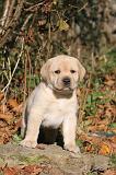 LABRADOR 336